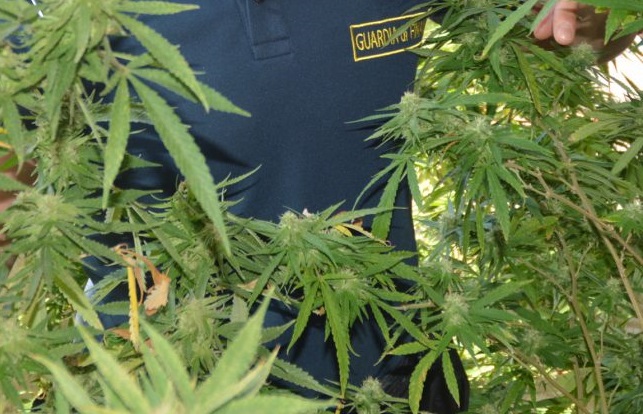 Scoperte 1000 piante di marijuana: avrebbero fruttato centinaia di migliaia di euro
