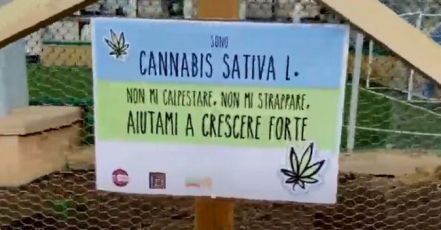 Genova, cannabis legale ai Luzzati. La Lega: "Messaggio devastante per i bambini"
