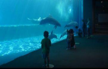 Green pass all'Acquario, Parodi: "Calo di visitatori che si devono ancora organizzare"