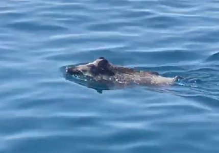 Camogli, il cinghiale a nuoto tra gli yacht: il video