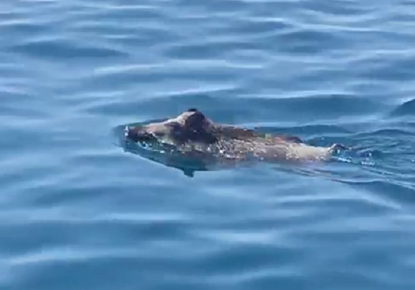Camogli, il cinghiale a nuoto tra gli yacht: il video