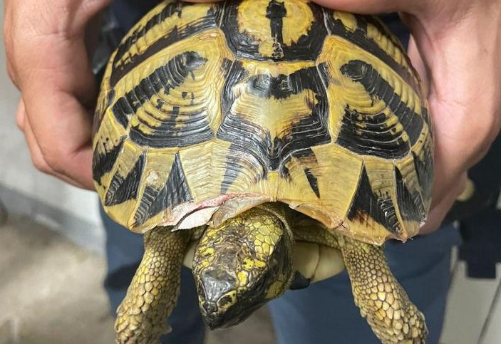 Genova, ubriaco tenta di strappare le zampe a una tartaruga: 43enne marocchino denunciato