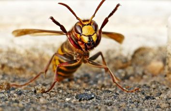 Genova, punto da un calabrone in autostrada: 50enne in codice rosso