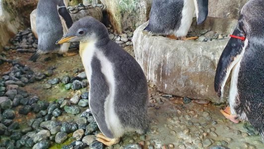 Acquario di Genova, i piccoli pinguini crescono: eccoli nuotare e mangiare da soli
