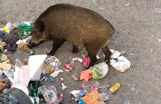 Ancora cinghiali in spiaggia a Sturla: banchetto in riva al mare a base di spazzatura