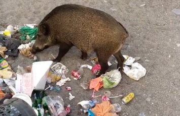 Ancora cinghiali in spiaggia a Sturla: banchetto in riva al mare a base di spazzatura
