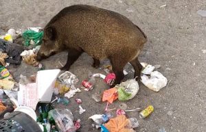 Ancora cinghiali in spiaggia a Sturla: banchetto in riva al mare a base di spazzatura