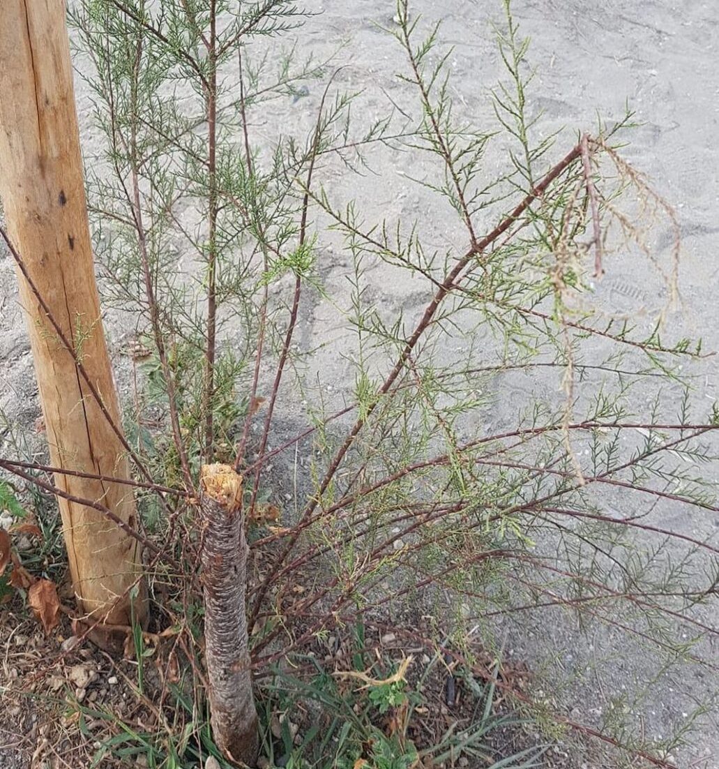Atto vandalico a Chiavari: tagliata la pianta dedicata ai deportati ad Auschwitz