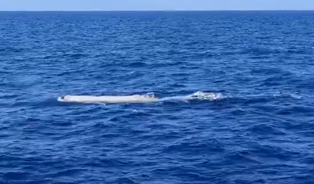 Un capodoglio bianco nel mare della Liguria: il video dello straordinario avvistamento
