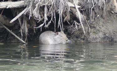 In Liguria sono arrivate le nutrie: "Una minaccia per la nostra biodiversità"