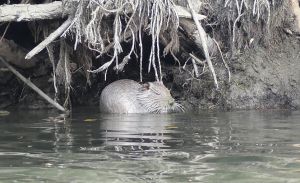 In Liguria sono arrivate le nutrie: "Una minaccia per la nostra biodiversità"