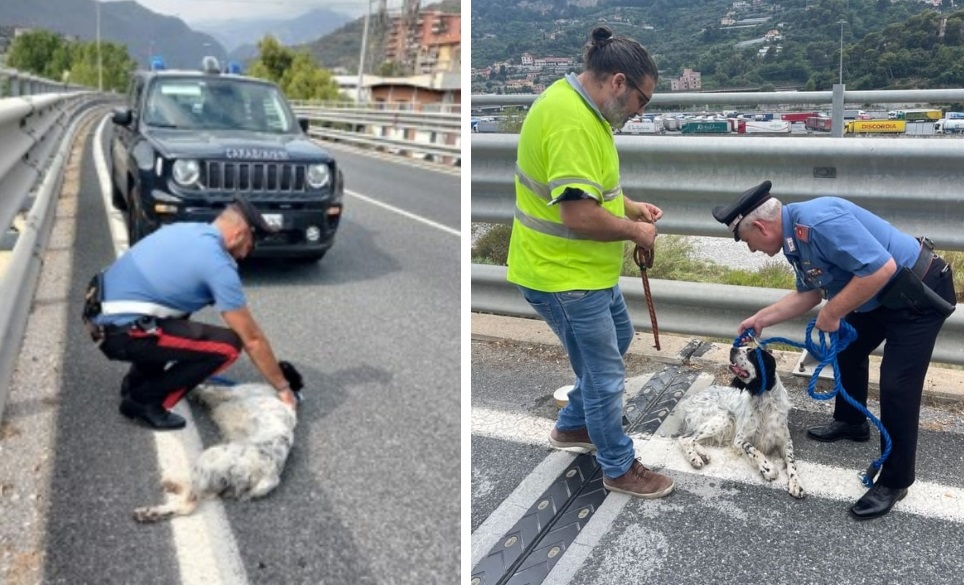 Ventimiglia, cane vagante sul cavalcavia: i carabinieri fermano le auto e lo salvano