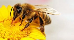 Allarme api, in Liguria si perde 1 vasetto di miele su 4