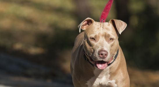 Genova, la polizia locale intensifica i controlli sui cani al guinzaglio