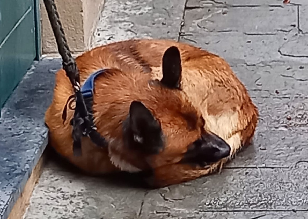 Genova, cane legato a un portone, malnutrito e abbandonato: salvato dalla polizia