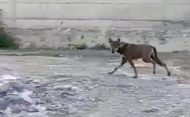 Genova, avvistato un lupo nel greto del Bisagno vicino a San Gottardo