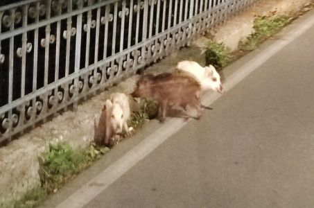 Raro avvistamento a Genova, due cinghiali bianchi a Struppa