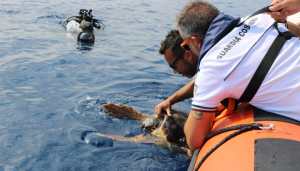 Imperia, Vangelina è tornata in mare dopo 69 giorni di cure all'Acquario di Genova