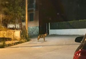 Un altro lupo avvistato a Genova: l'animale tra le abitazioni di Pino Sottano