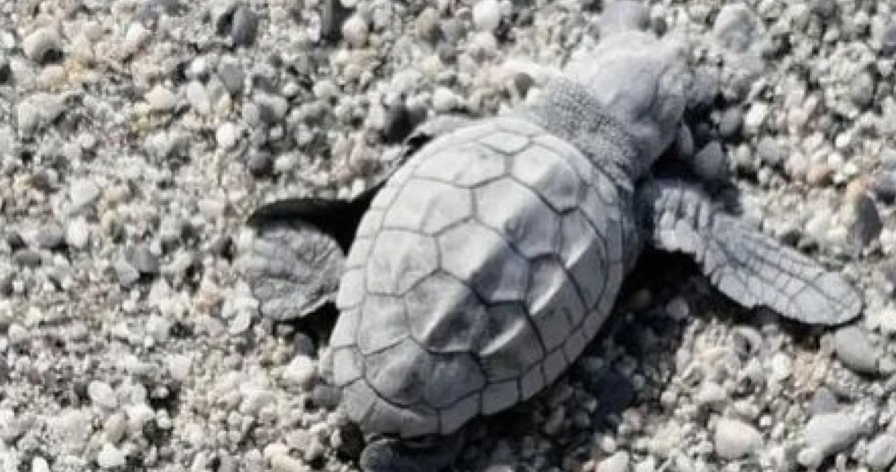 Sorpresa a Finale Ligure, una tartaruga nasce sulla spiaggia in mezzo ai bagnanti