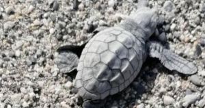 Sorpresa a Finale Ligure, una tartaruga nasce sulla spiaggia in mezzo ai bagnanti