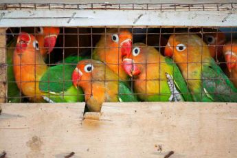 Genova, un centinaio di animali in pessime condizioni: indagate due guardie zoofile