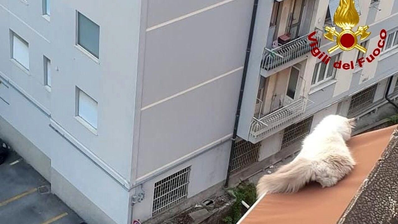 Genova, gatto cade dall'ottavo piano e resta in bilico su una tenda: salvato dai vigili del fuoco