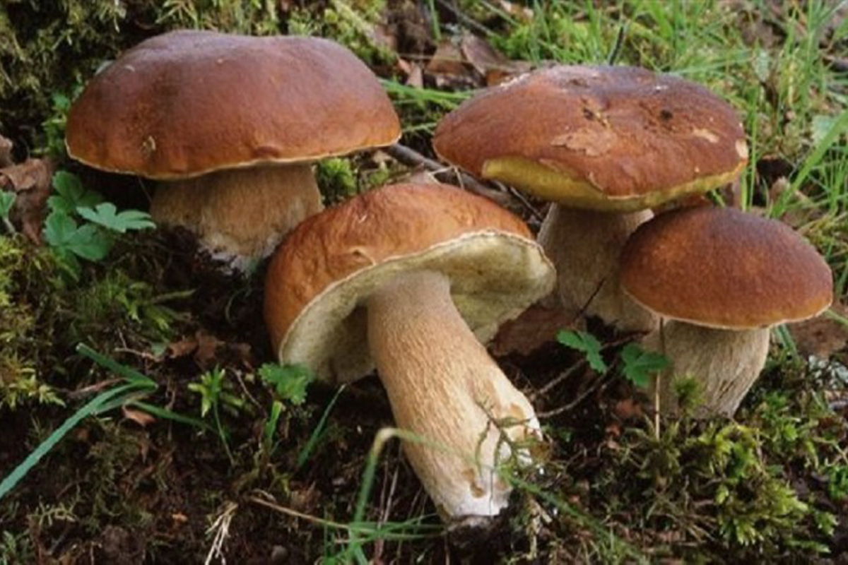 Stop temporaneo alla raccolta di funghi in Val d'Aveto