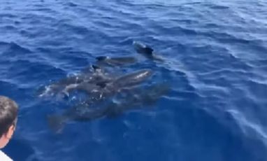Straordinario avvistamento nel Mar Ligure: 30 globicefali di fronte a Laigueglia