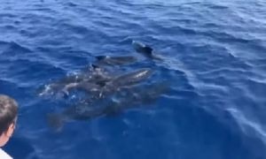 Straordinario avvistamento nel Mar Ligure: 30 globicefali di fronte a Laigueglia