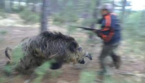 Spara a un cinghiale ma l'animale lo aggredisce: morto cacciatore di Arenzano