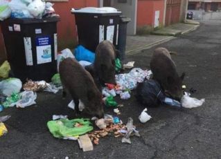 Cinghiali a Genova, Piana: "Azione legale contro i manifesti anti-cacciatori"