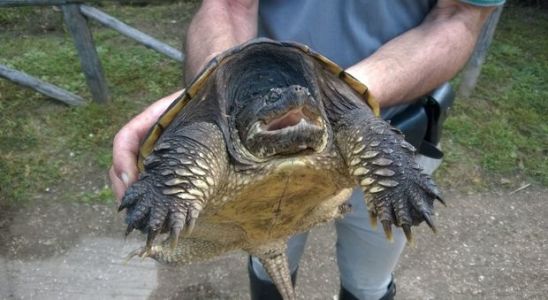 Imperia, 6 tartarughe azzannatrici recuperate in un laghetto a Lucinasco
