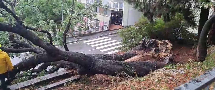 Genova, crolla un albero a Quarto Alta: transito interrotto in Via dei Ciclamini