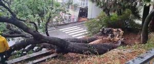 Genova, crolla un albero a Quarto Alta: transito interrotto in Via dei Ciclamini
