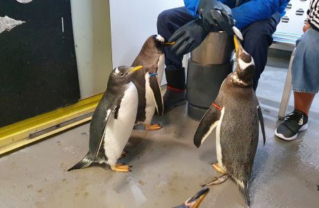 Acquario di Genova, iniziato lo svezzamento dei 4 pulcini di pinguino: il video