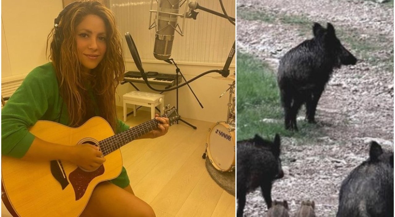 Disavventura per Shakira, la cantante aggredita da un cinghiale al parco a Barcellona