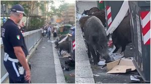 Sturla, i cinghiali banchettano nei cassonetti in pieno giorno: polizia locale sul posto