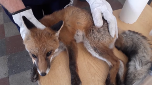 Arenzano, volpe investita da un'auto. Rischia la soppressione. Il video