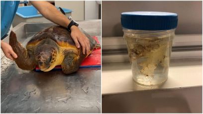 Tartaruga ingerisce plastica e rischia di morire: salvata dall'Acquario di Genova