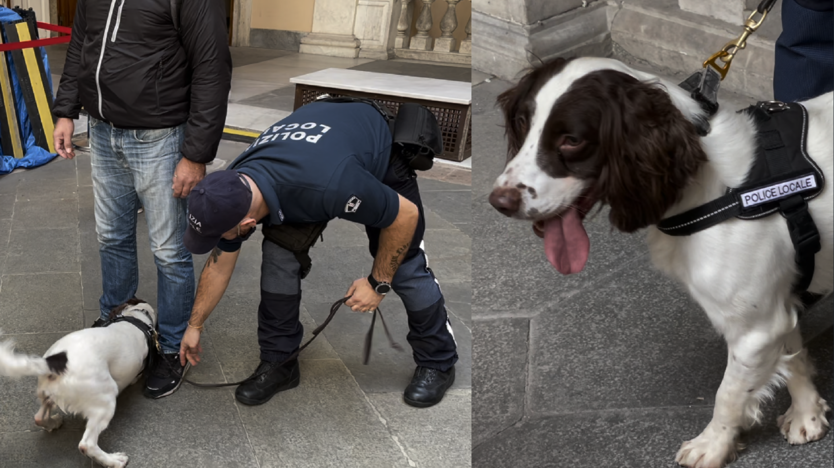 Arriva Nanuk, il cane antidroga in forza alla Polizia Locale di Genova