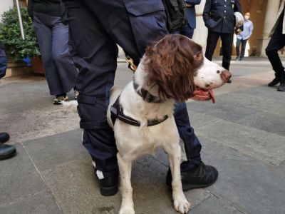 Genova, 12 denunce e un arresto nel centro storico: unità cinofila aggredita con una ginocchiata
