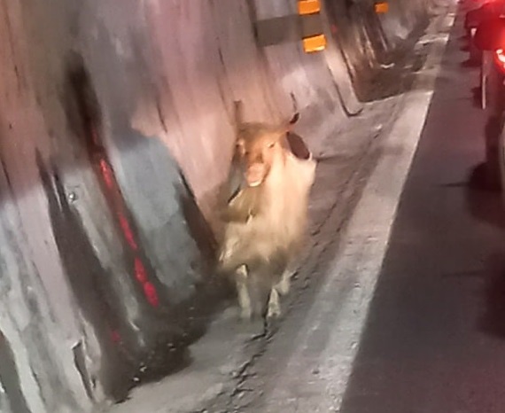 Genova, anche una capra in autostrada in mezzo al traffico in A10