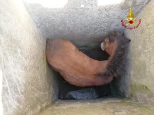 Genova, puledrino cade in un pozzo sul monte Fasce: salvato dai vigili del fuoco