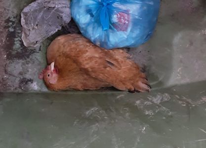 Genova, gallina agonizzante gettata in un cassonetto in via delle Gavette