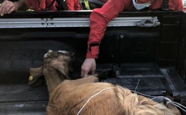 Bordighera, capretta gettata viva in un cassonetto: salvata ma abbattuta
