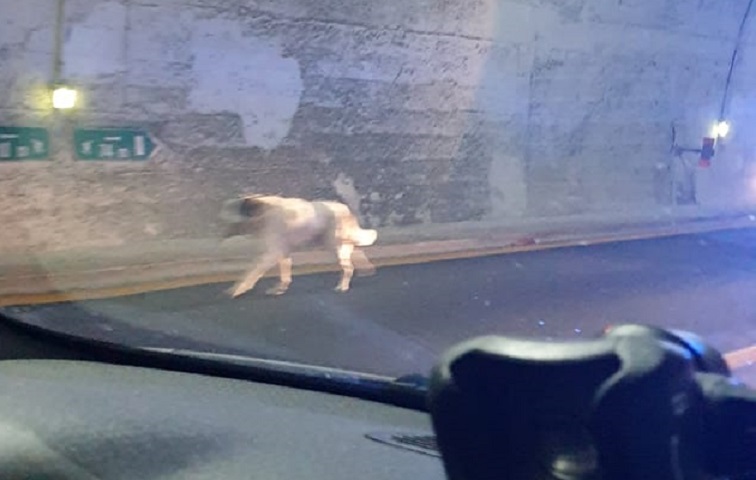 Genova, cane in autostrada travolto e ucciso da un'auto