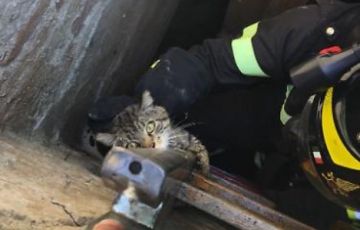 Genova, gattino finisce in fondo a un pozzo: salvato dai vigili del fuoco