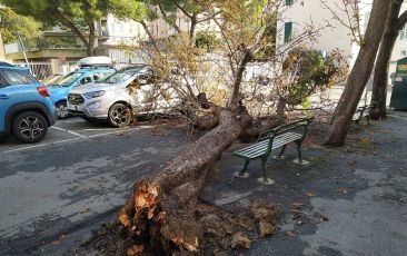 Quinto, albero crolla in piazza Frassinetti su una panchina e colpisce un'auto