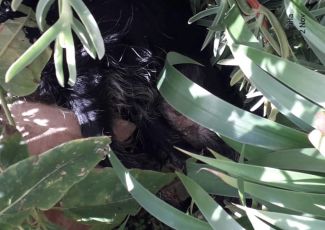 Voltri, cagnolina precipita dal balcone al quinto piano e muore